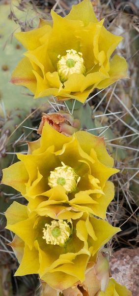 Utah Prickly pear cactus bloom-Arches National Park
